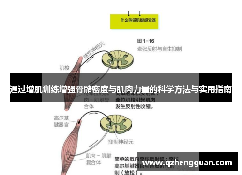 通过增肌训练增强骨骼密度与肌肉力量的科学方法与实用指南